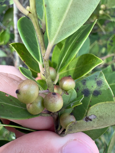 Ilex coriacea, photograph 5