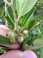 Ilex coriacea, photograph author not stated, no rights reserved