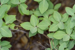 Lonicera albiflora