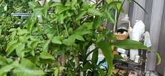 Wrightia religiosa