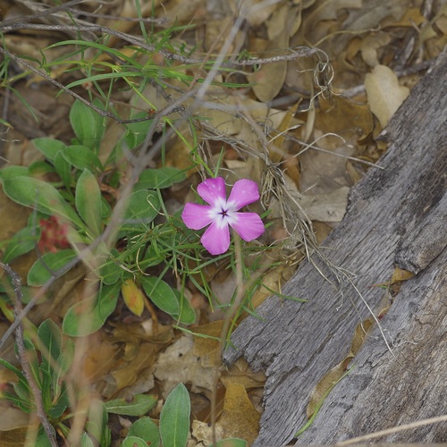 Phlox nana