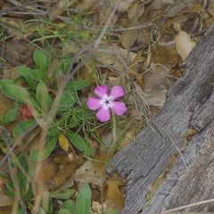 Phlox nana