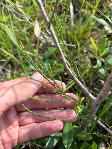 Symphyotrichum adnatum, photograph 1
