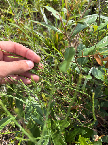 Symphyotrichum adnatum, photograph 3