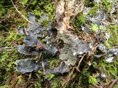 Peltigera dolichorhiza