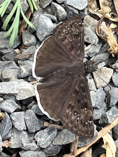 Mournful Duskywing seen in Sonoma Valley