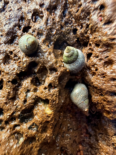Littorina pintado observed 2026-07-19