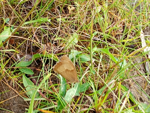 Meadow Brown
