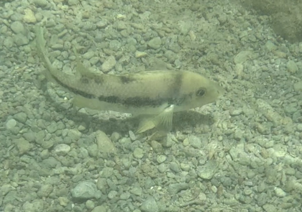 Arroyo Cichlid