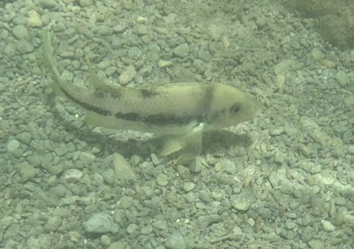 Arroyo cichlid (Theraps irregularis) — Cichlidae