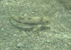 Arroyo Cichlid photo 1