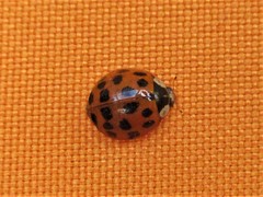 Harmonia axyridis