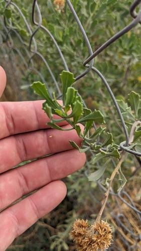 Tessaria absinthioides, photograph 6