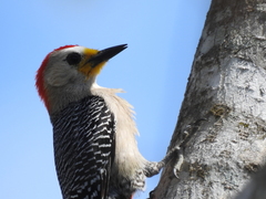 Melanerpes pygmaeus