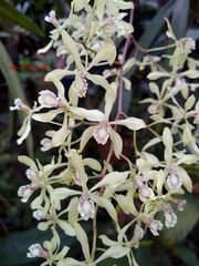 Encyclia incumbens