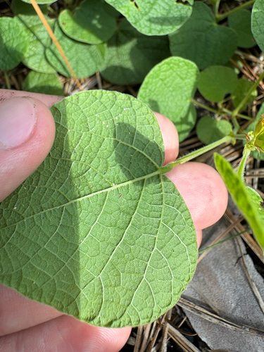Rhynchosia reniformis, photograph 6