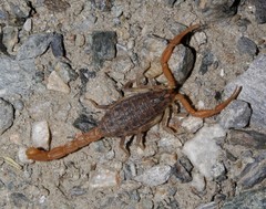 Aegaeobuthus gibbosus