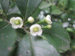 Ilex maximowicziana