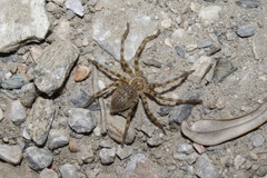 Eusparassus walckenaeri
