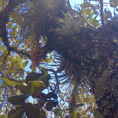 Tillandsia macdougallii