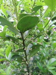 Ilex maximowicziana