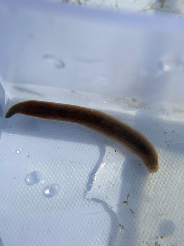 Erpobdella punctata