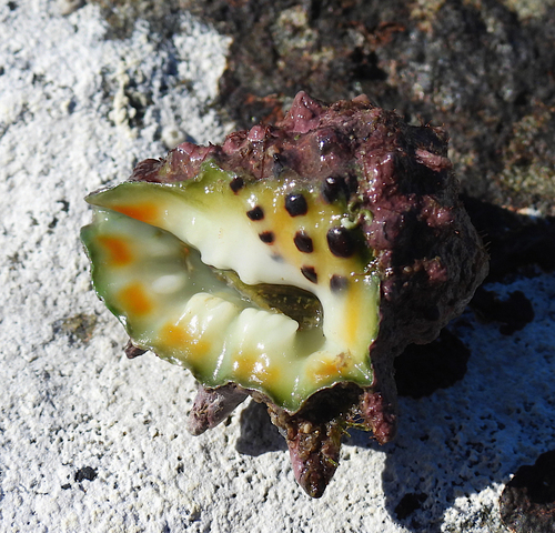 Drupa ricinus observed 2026-07-14
