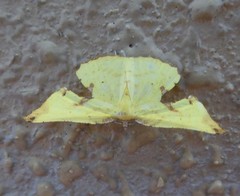 Corymica arnearia