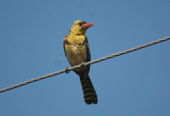 Trachyphonus margaritatus