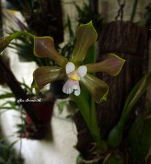 Encyclia suaveolens