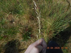 Arrhenatherum elatius