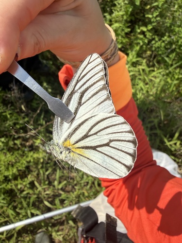 Appias hombroni