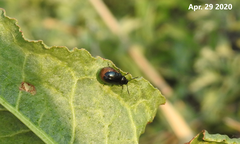 Gastrophysa atrocyanea