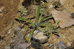 Plantago bellardii