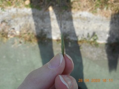Arrhenatherum elatius