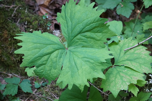 Achlys californica