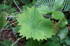 Achlys californica, photograph (c) Murray McGoogan, some rights reserved (CC BY)