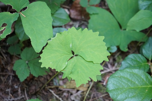Achlys californica, photograph 2