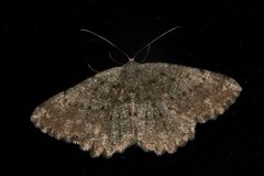 Dicrognophos sartata