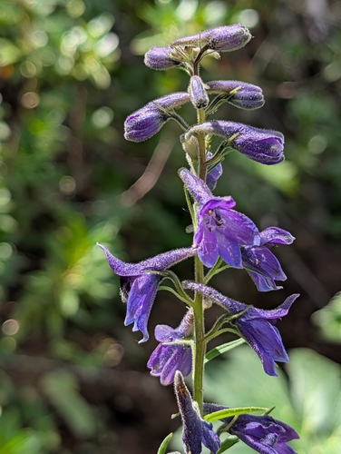 Delphinium dubium, photograph 1
