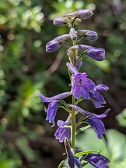 Delphinium dubium