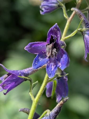 Delphinium dubium, photograph 2