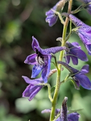 (c) Denis Bastianelli, some rights reserved (CC BY) Delphinium dubium, photograph (c) Denis Bastianelli, some rights reserved (CC BY)