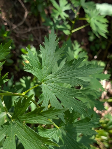 Delphinium dubium, photograph 4