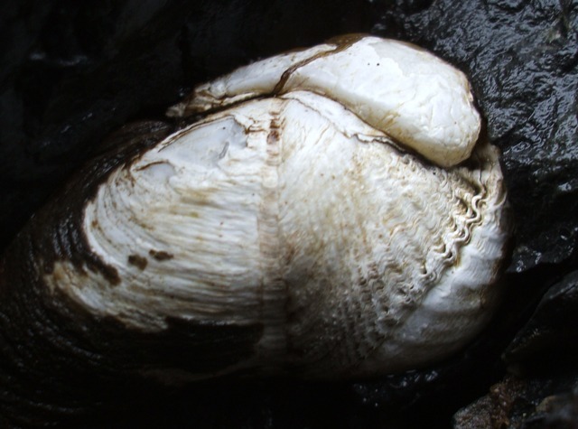 Penitella
