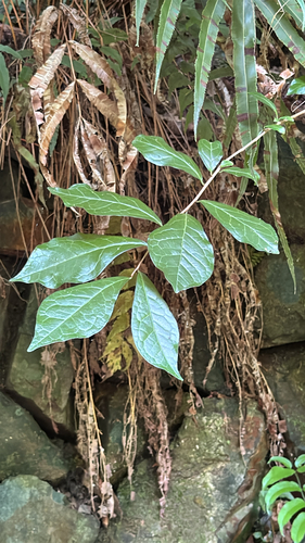 Orixa japonica observed 2026-07-20