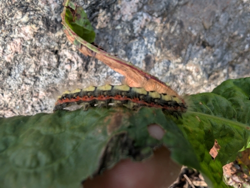 Sweet Gale Moth