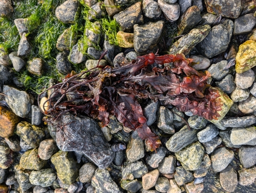 bladder wrack