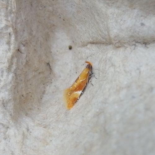 Beautiful Dafa Moth