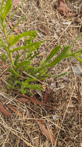 Tessaria absinthioides, photograph 4